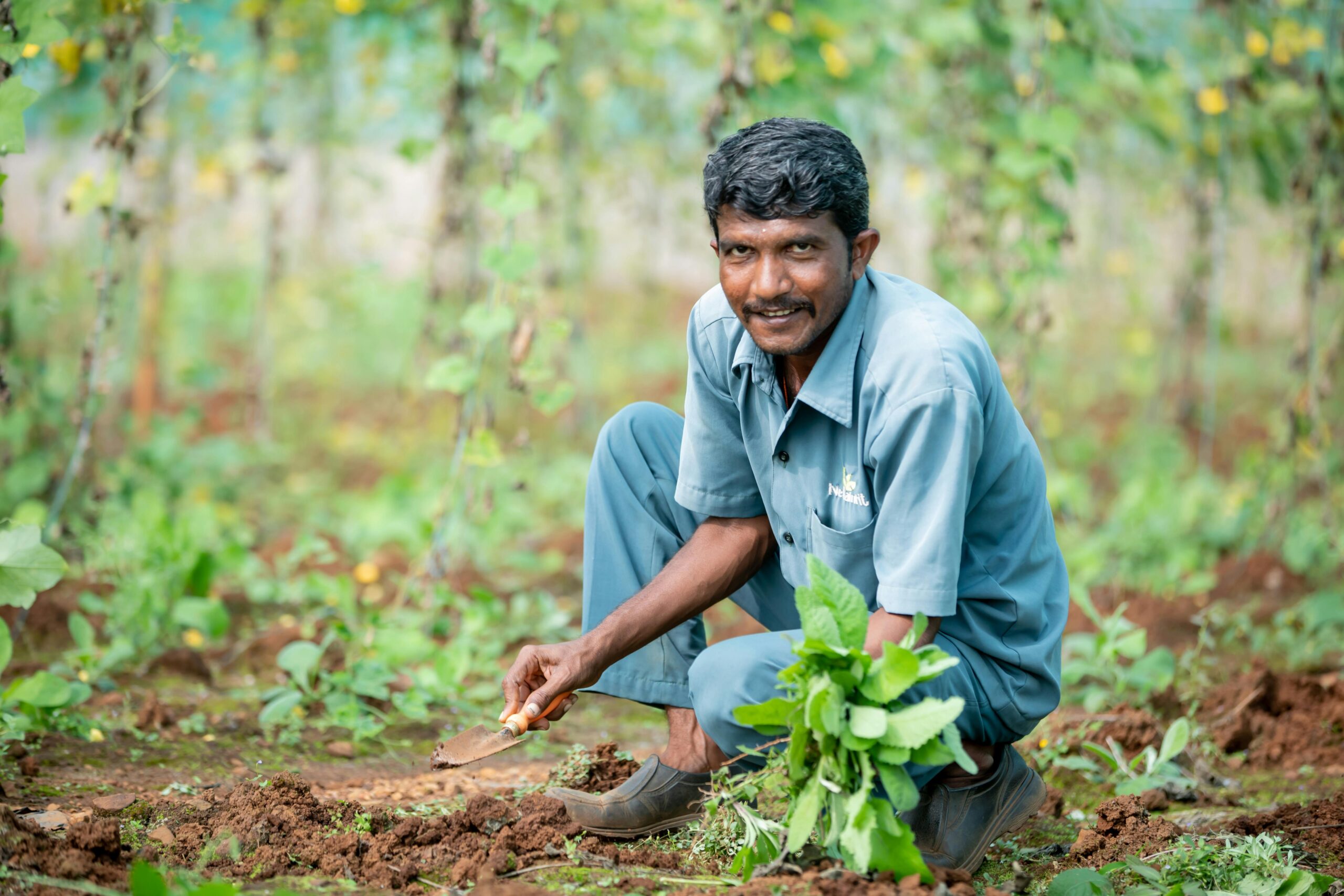 Organic Vegetable Harvest