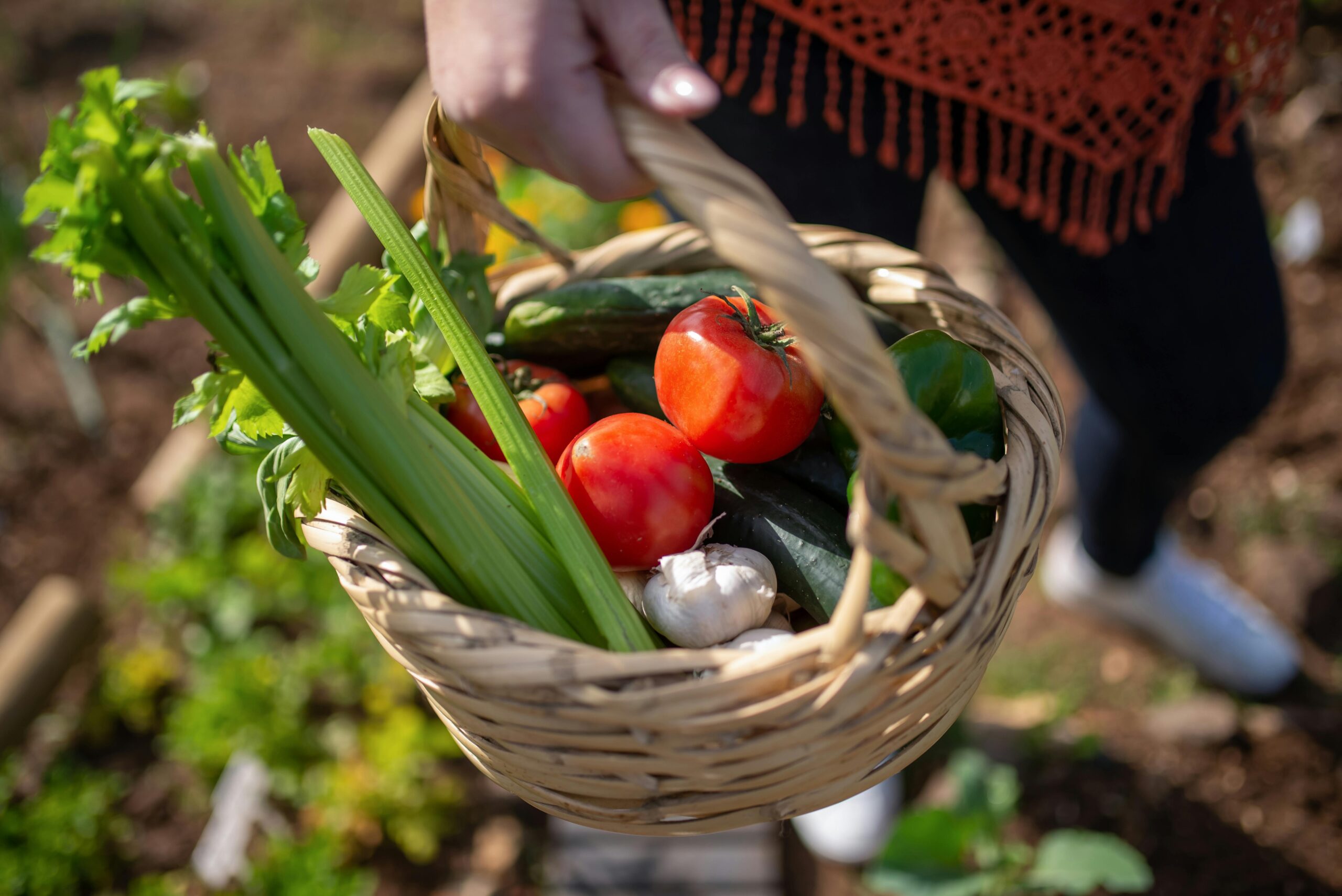 A basket of freshly harvested organic vegetables including carrots, spinach, and cucumbers