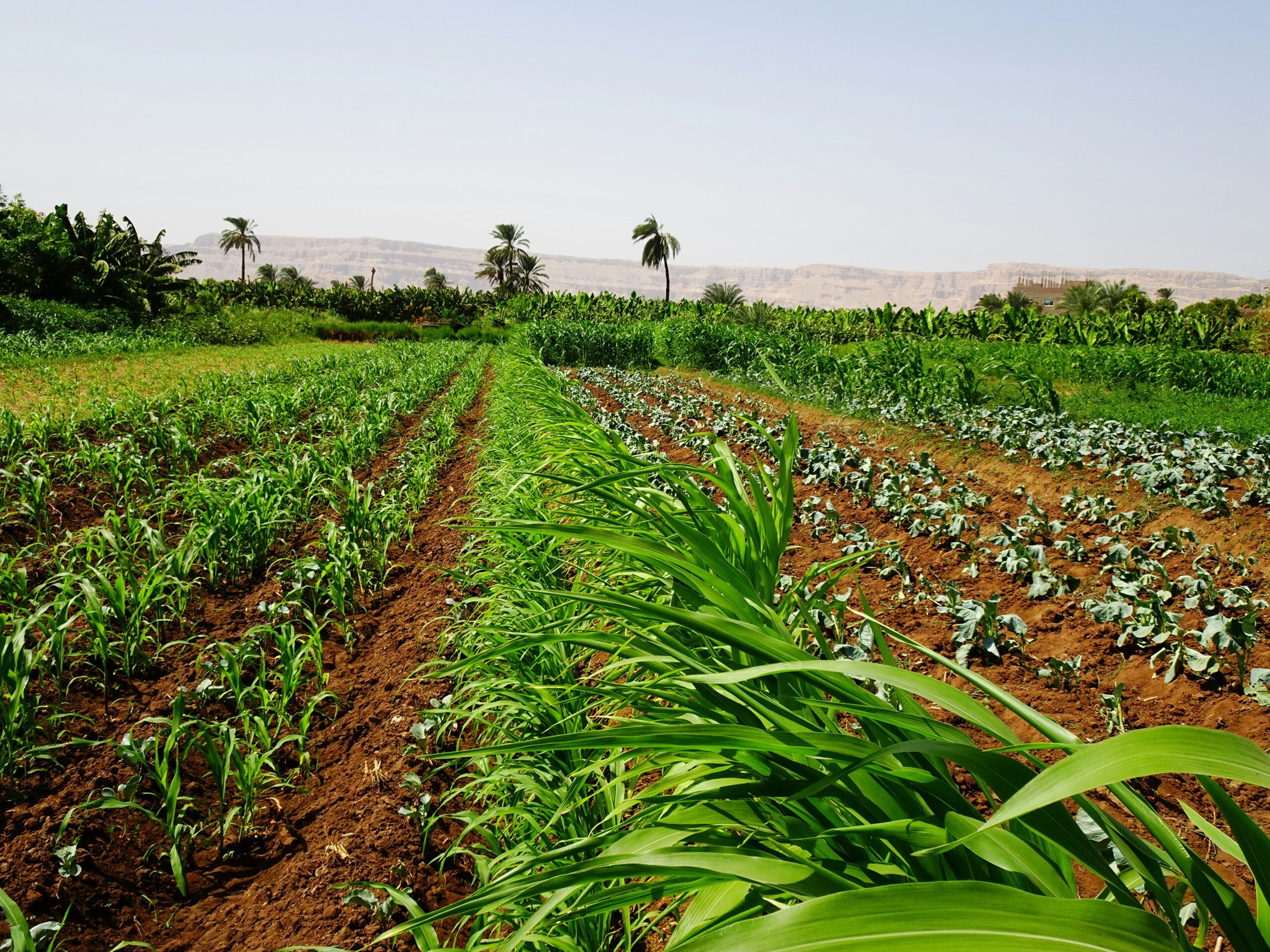 A lush field of organic vegetables under sunlight