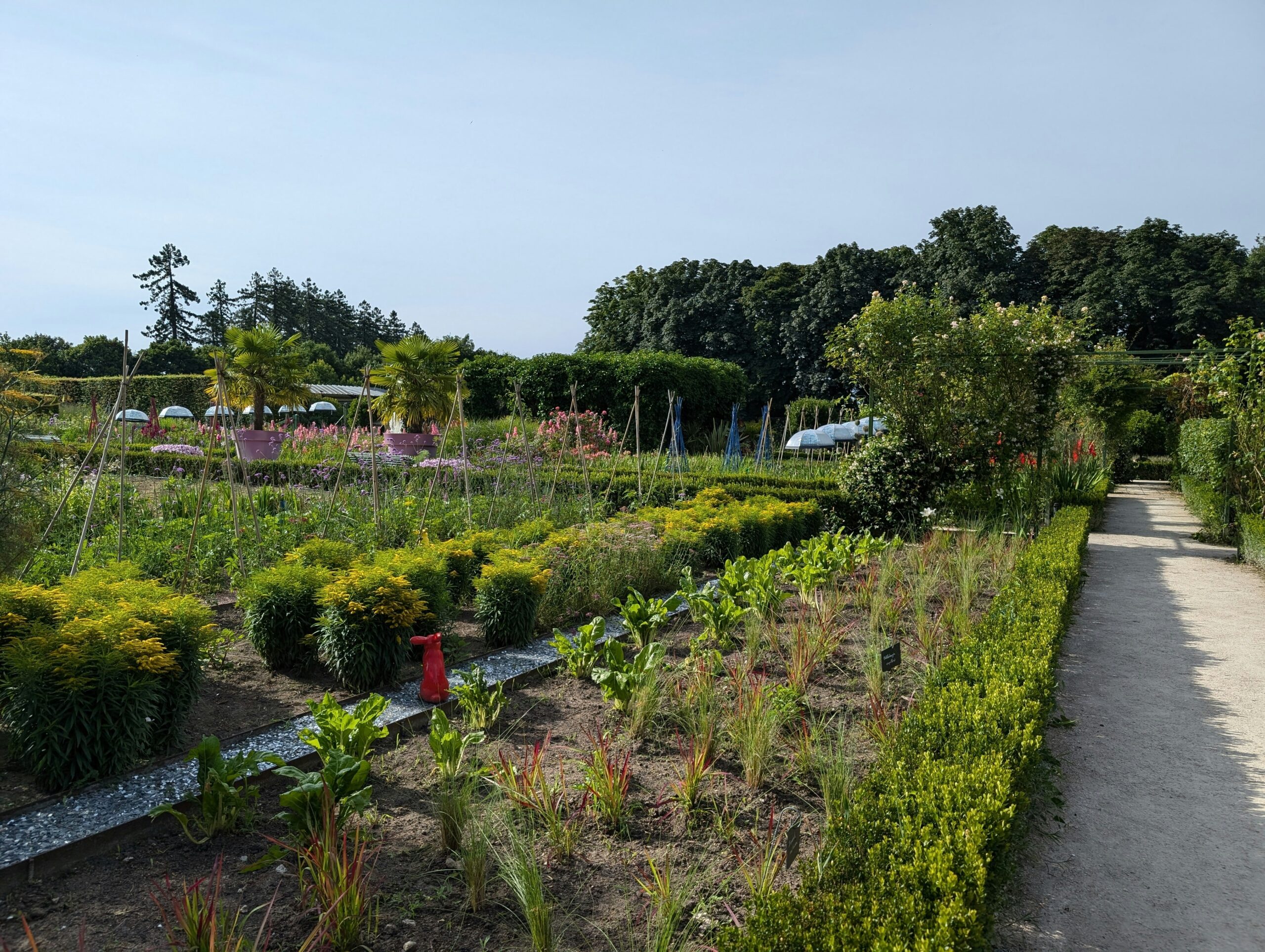 A lush vegetable garden thriving with fresh cucumbers and tomatoes