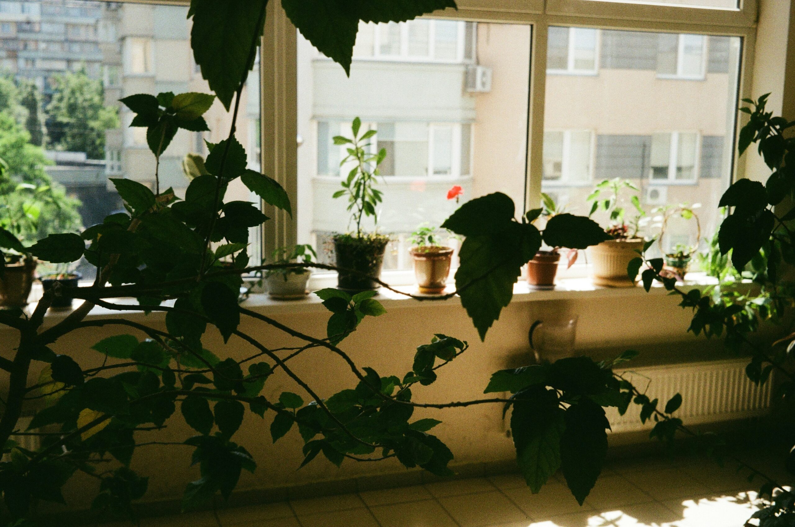 A small indoor garden featuring spinach, basil, and cucumber plants