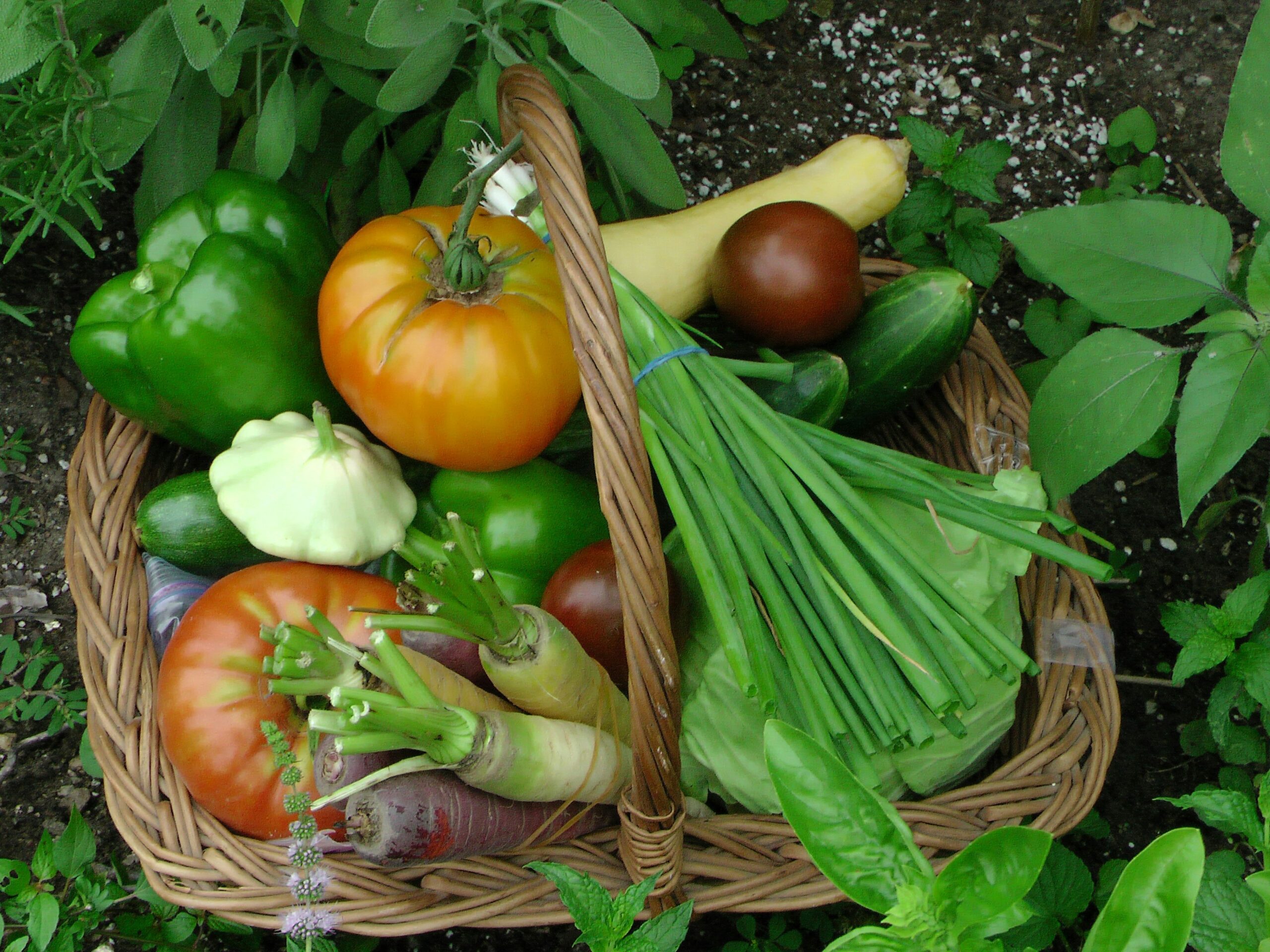 Basket filled with fresh organic produce including carrots, kale, and tomatoes