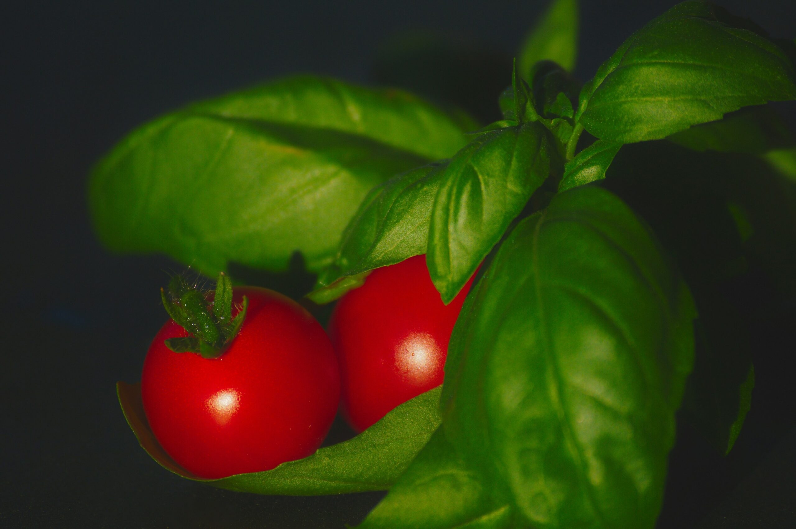 fresh organic vegetables