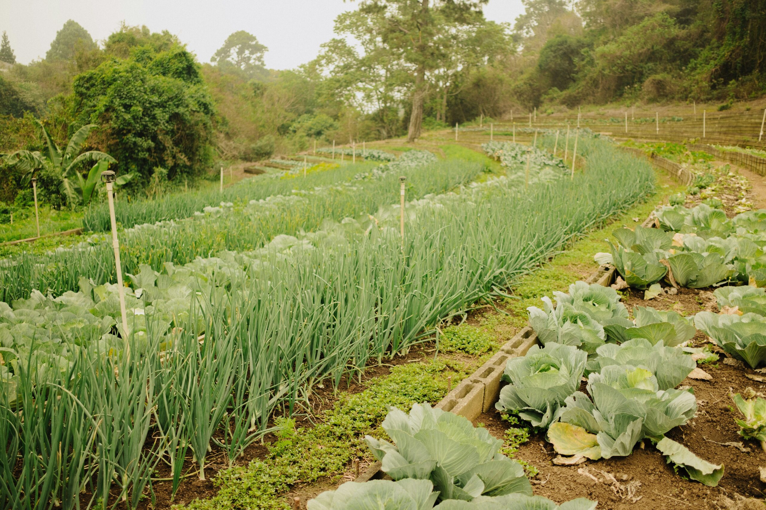 organic farm harvest