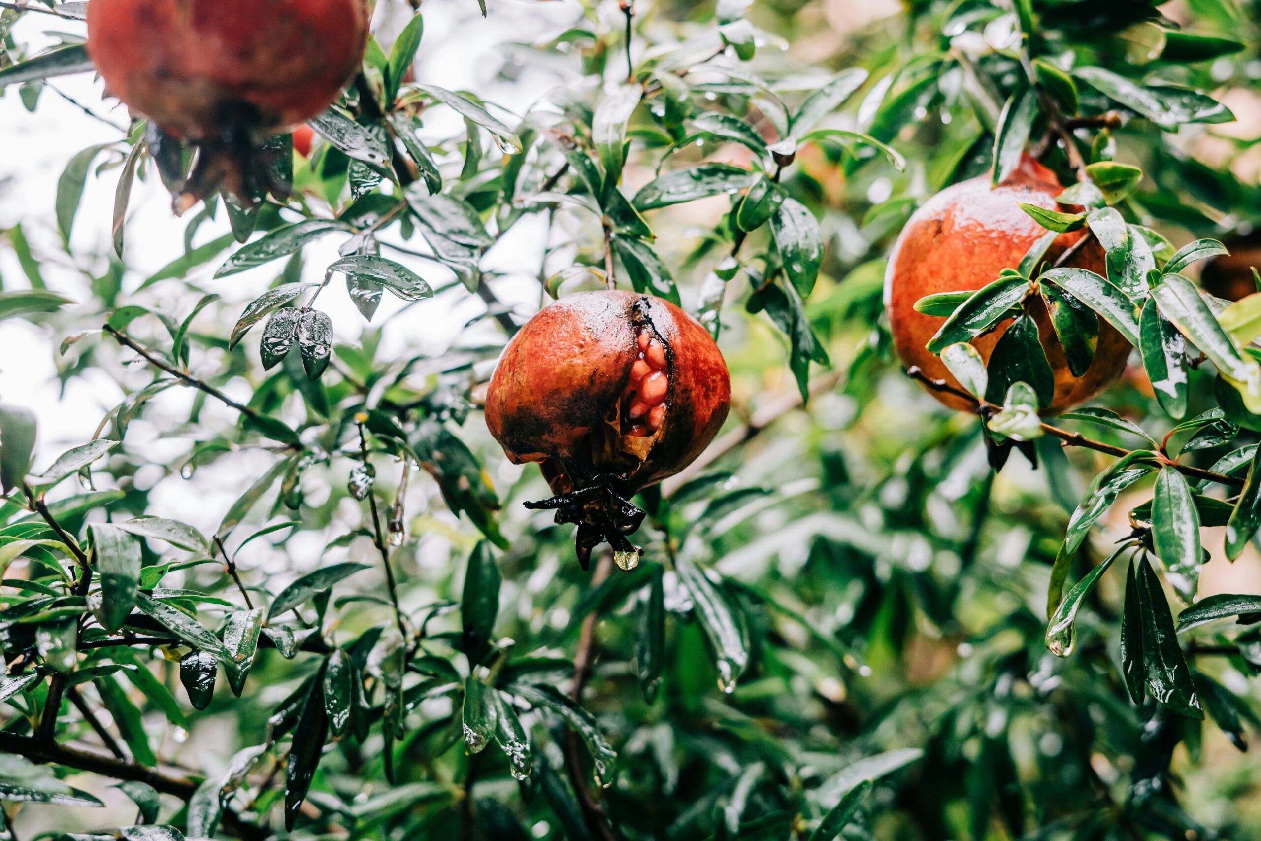 organic superfoods for skin