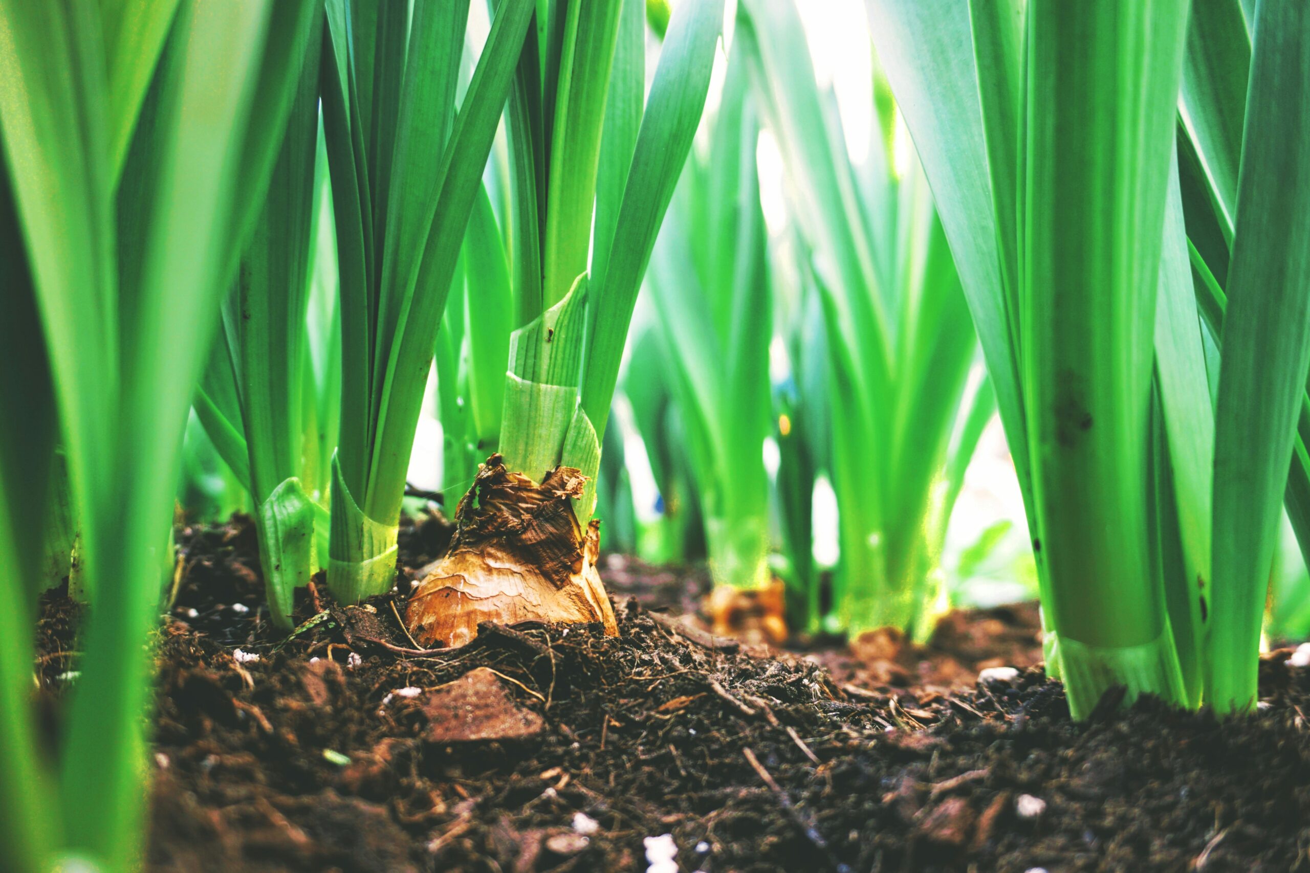 organic vegetables in soil