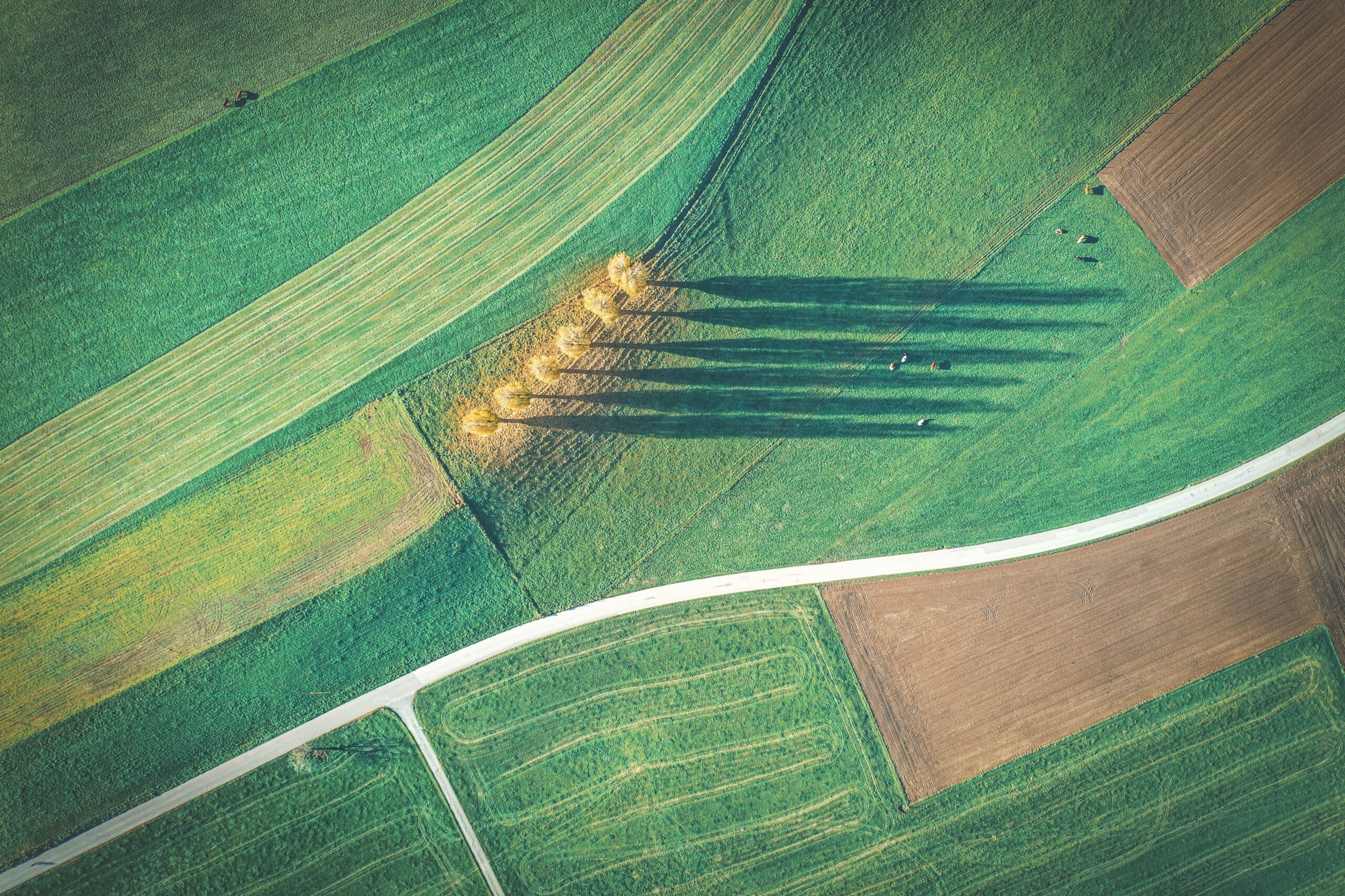 Rows of lush green farm fields under sunlight