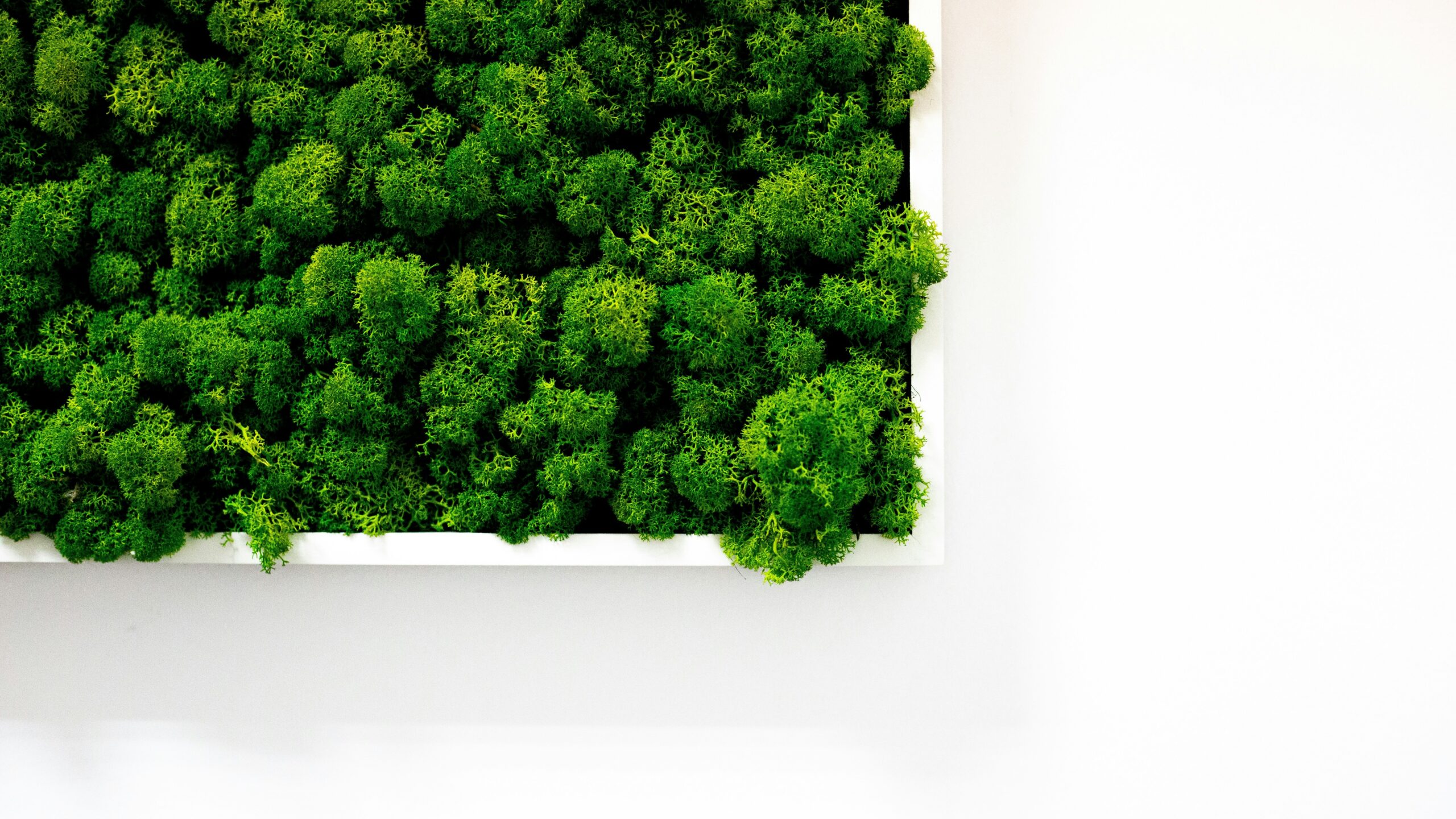 An open organic vegetable box filled with leafy greens and colorful vegetables