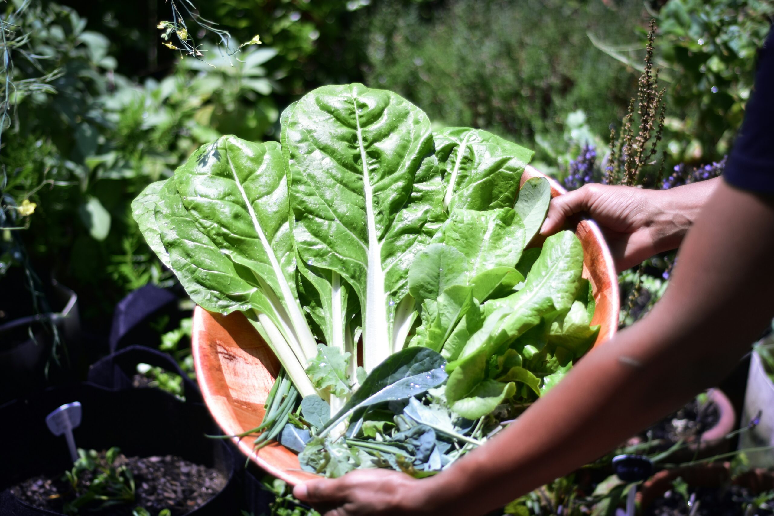 fresh organic vegetables