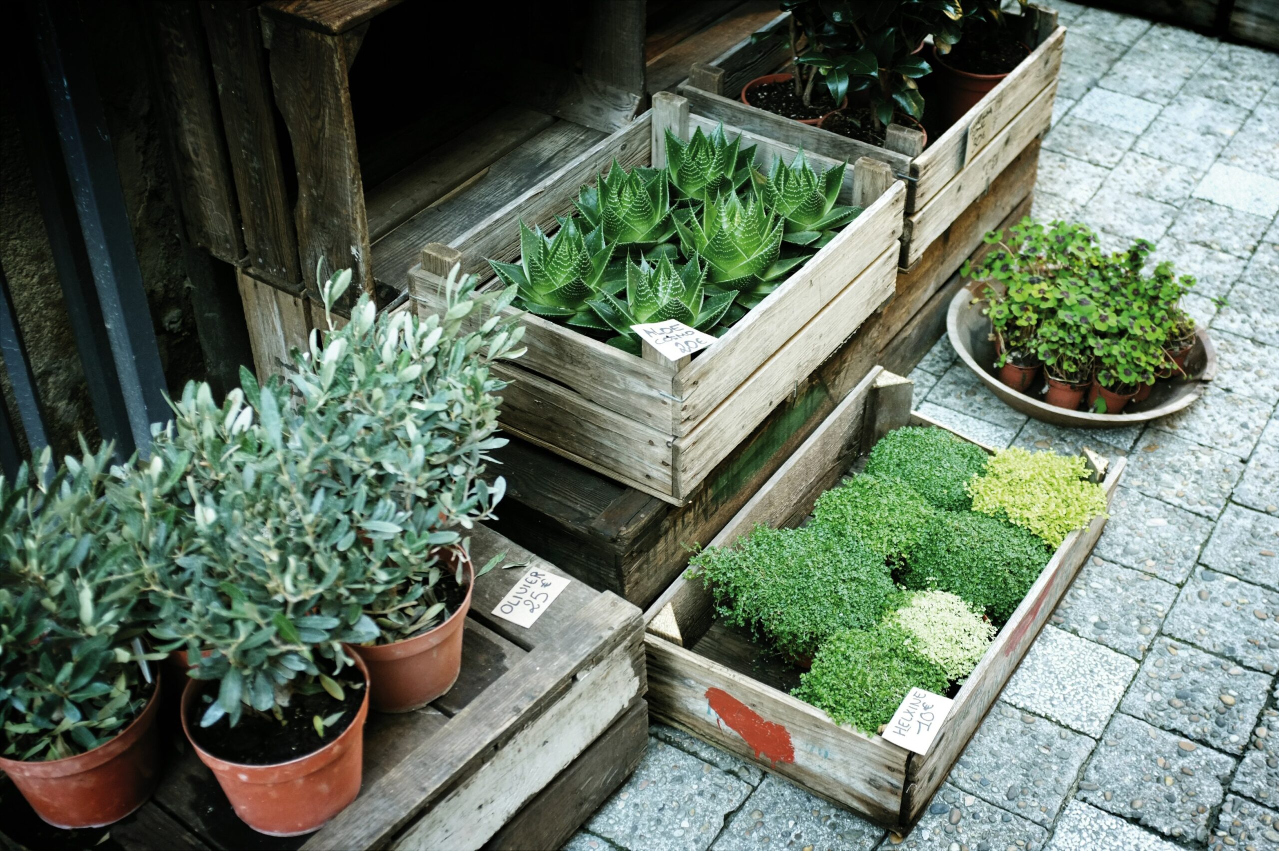 fresh organic vegetables