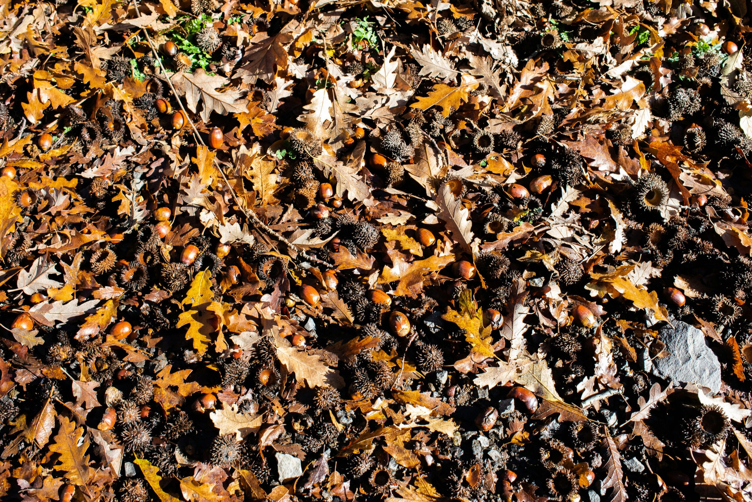 Organic farm using composted soil with flourishing crops