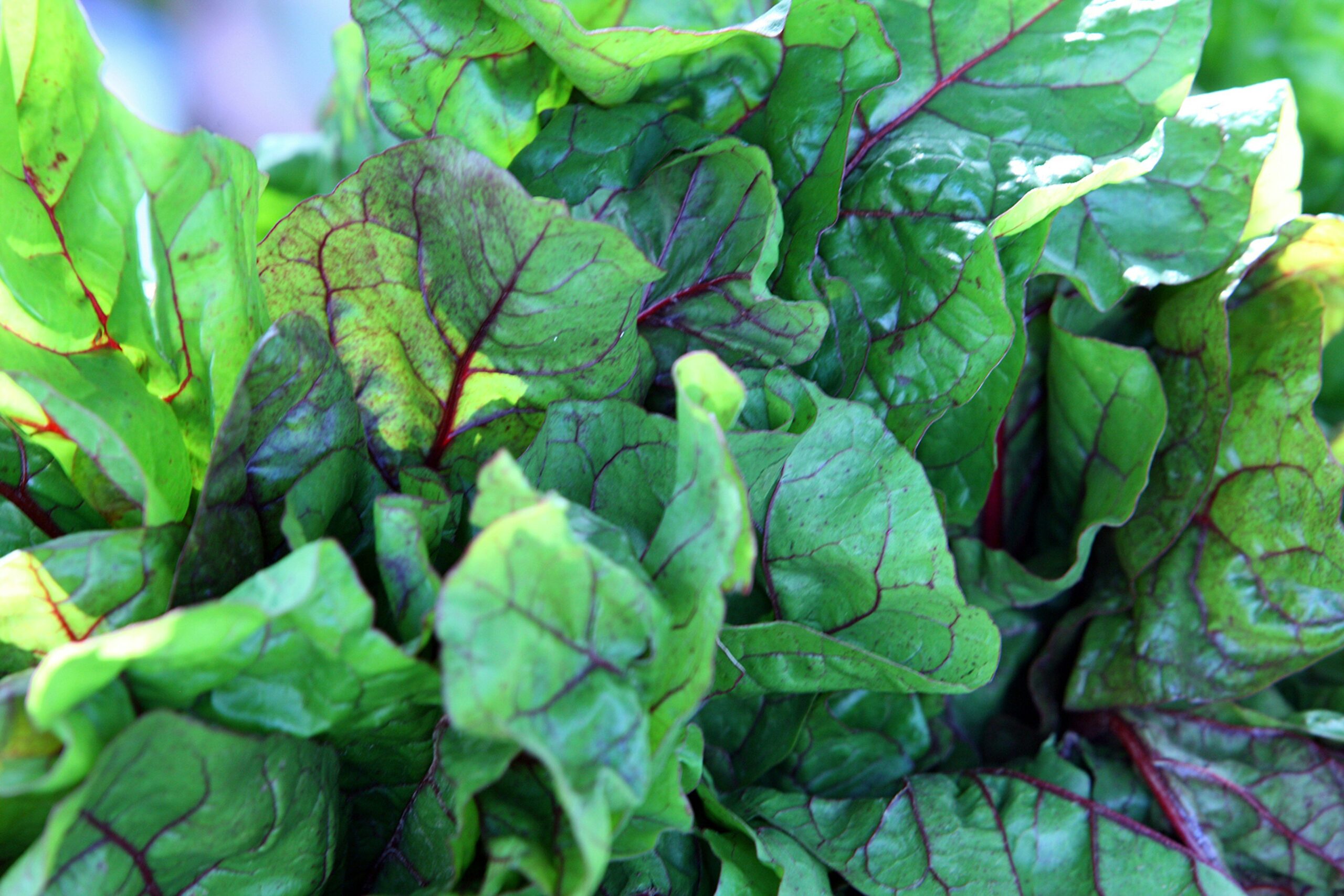 Why Organic Salad Greens Are Your Skin's Secret Weapon (And How to Use Them)