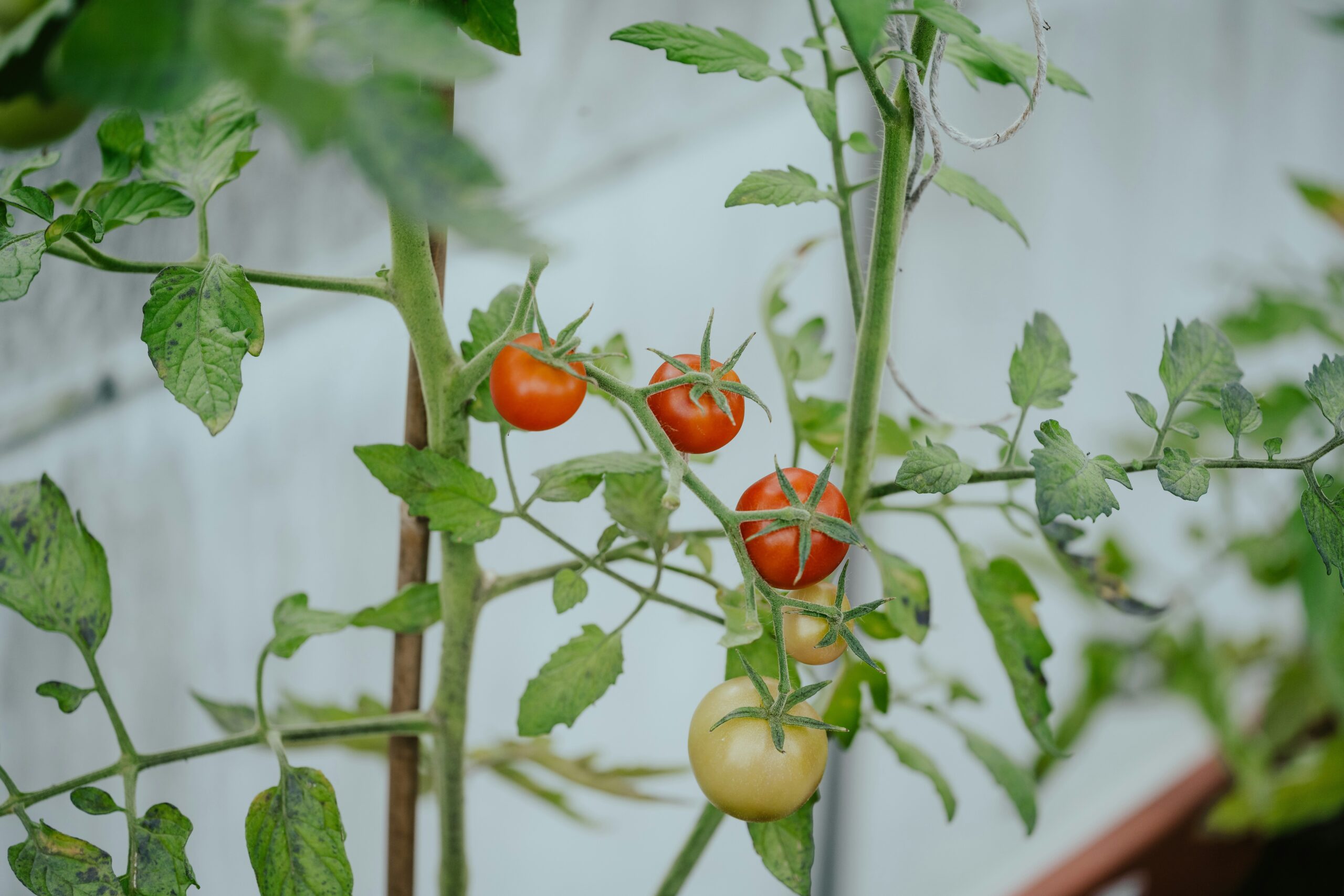 Woman applying a homemade tomato face mask