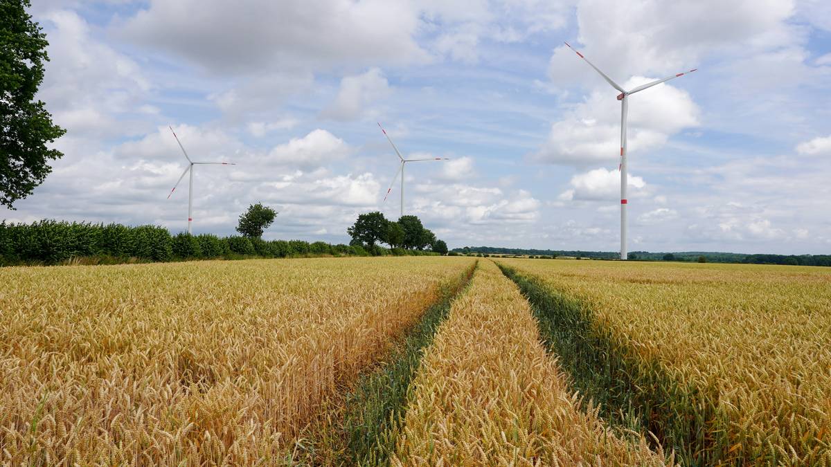 A field showing signs of soil degradation due to unsustainable farming practices.