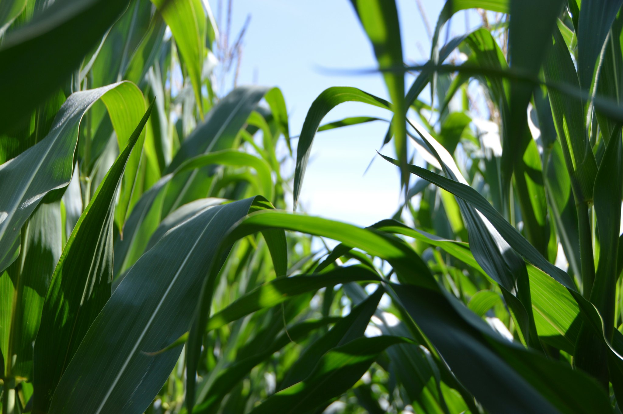 Beautiful fields with lush greenery representing healthy soils from carbon sequestration farming.