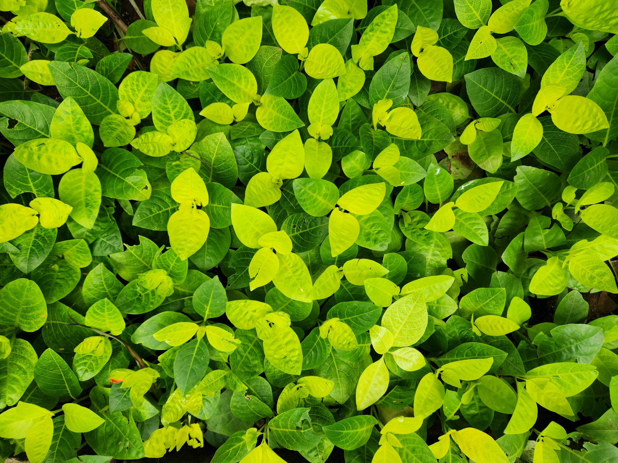 Before and after photos showing improved skin texture after using organic greens