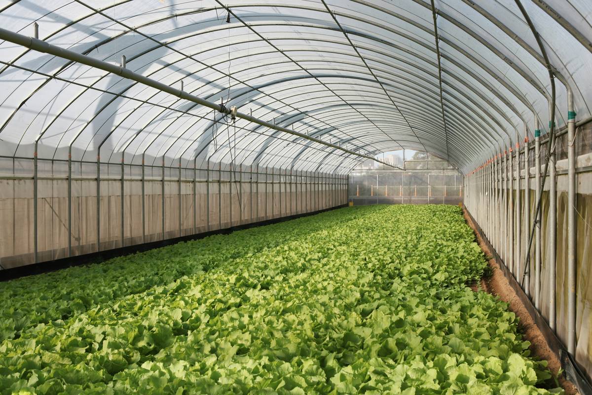 Energy-Efficient Farming: The Secret to Growing Organic Vegetables for Natural Beauty