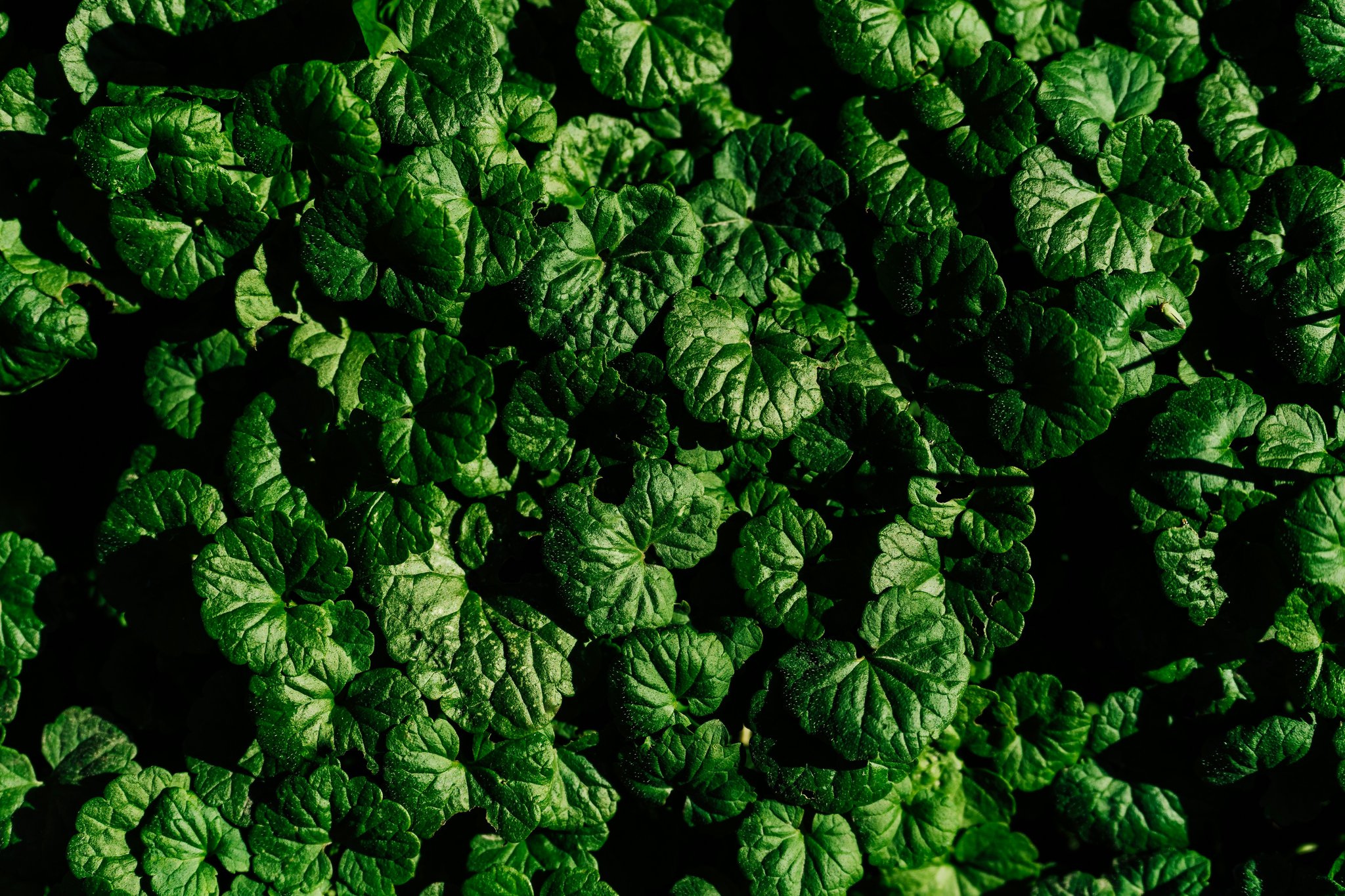 How Carbon Sequestration Farming is Revolutionizing Organic Beauty: The Secret Behind Glowing Skin