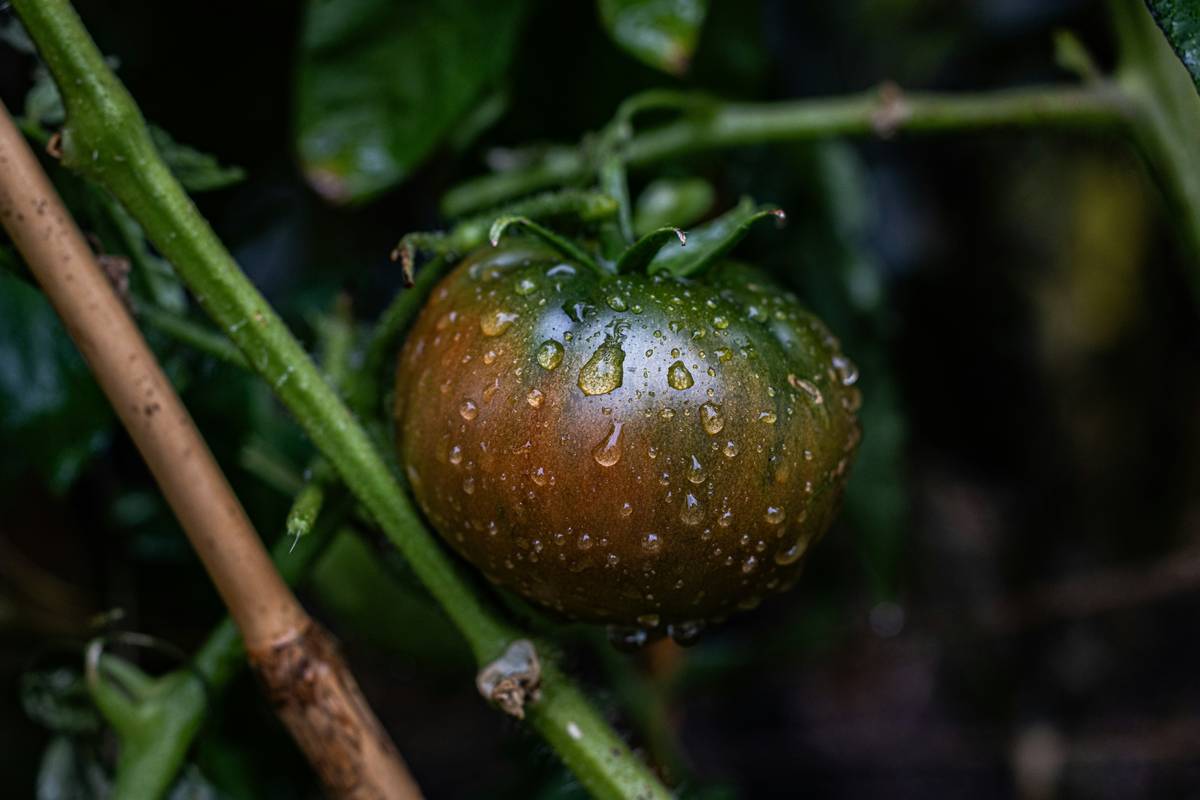 How to Master Organic Weed Control for Your Beauty & Skincare Garden