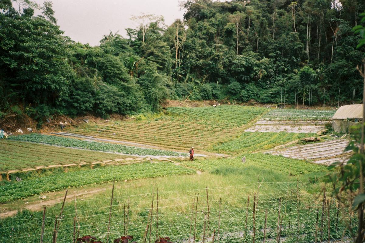 Illustration comparing monoculture fields vs diverse polyculture gardens