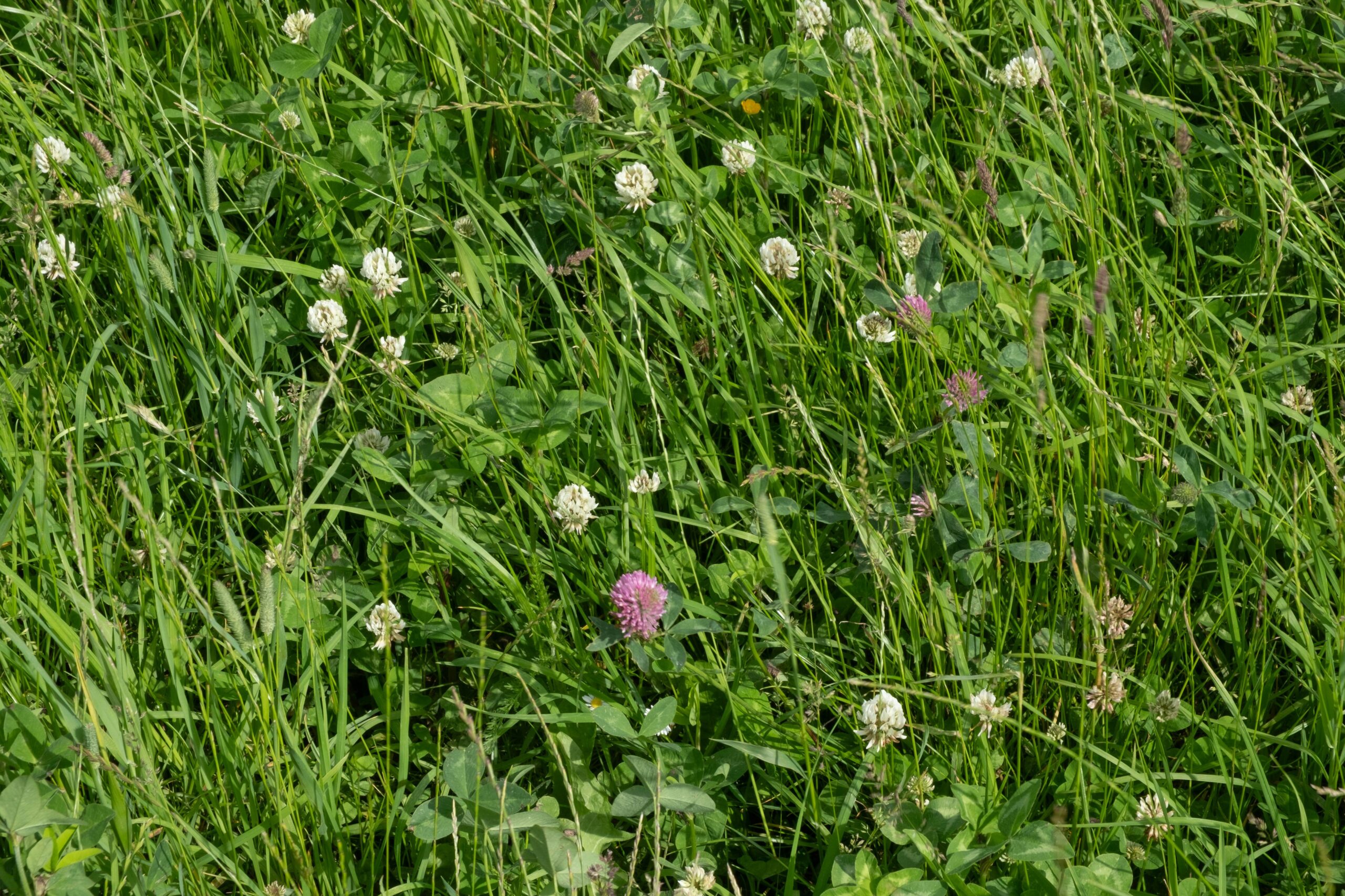Logos of Tata Harper and Herbivore Botanicals alongside lush green farmland imagery.