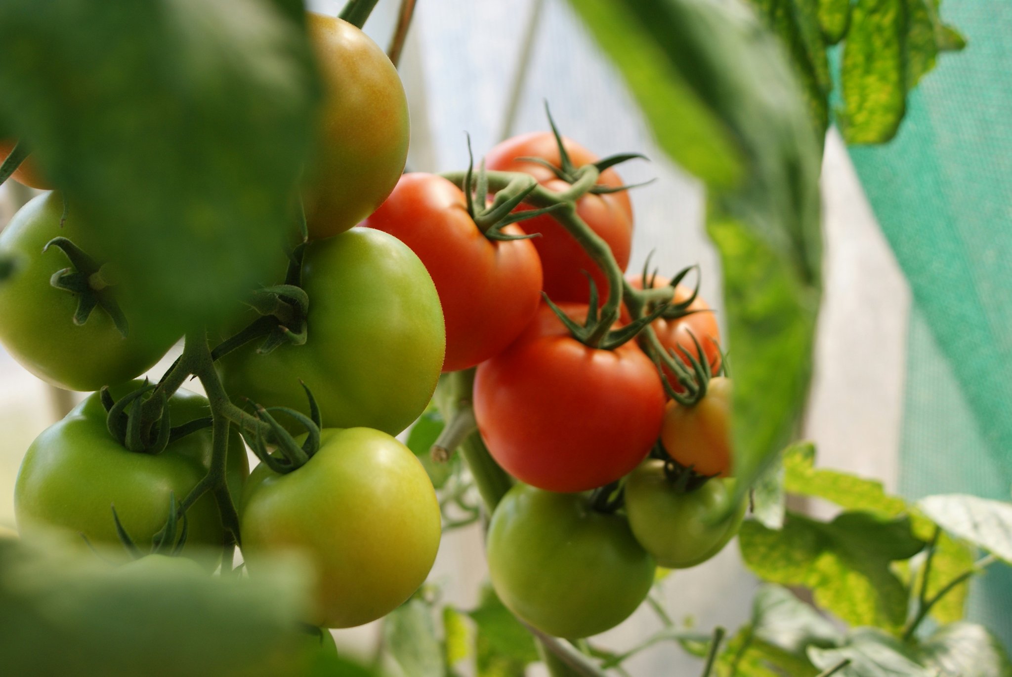 Why Certified Organic Produce Is the Secret Ingredient for Your Natural Beauty Routine