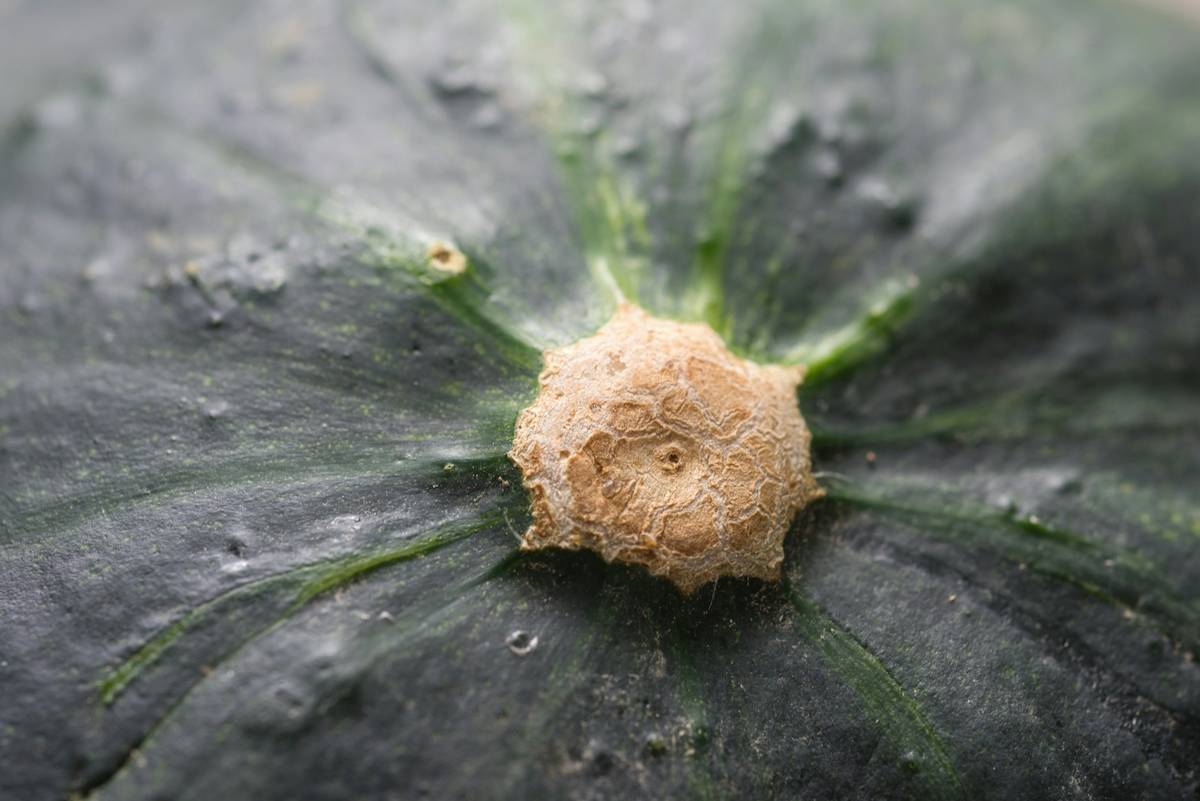 Before-and-after images showcasing improved skin texture after consistent use of organic squash