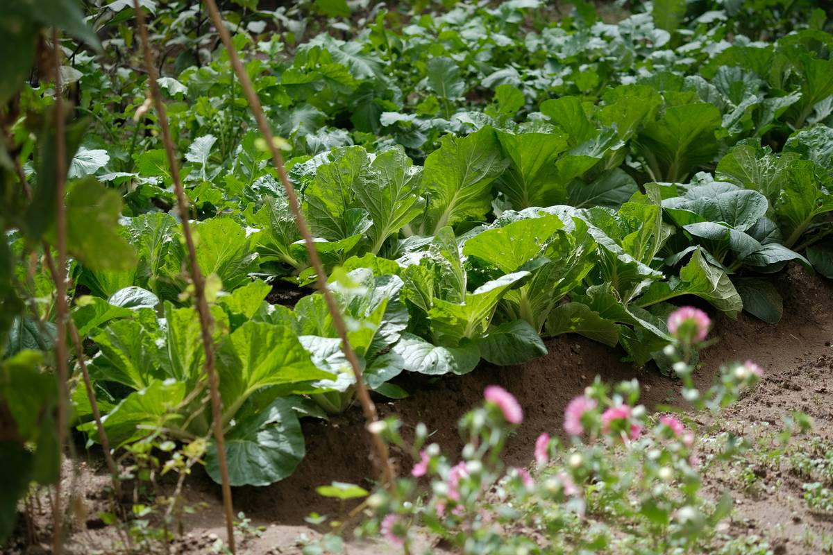 Diagram showing different crops planted across seasons