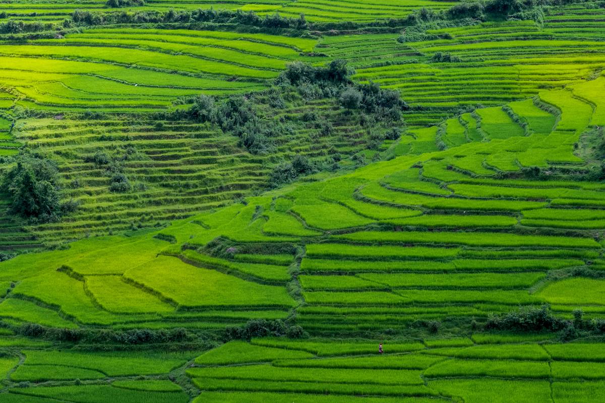 Rows of lush organic vegetables growing in rich soil