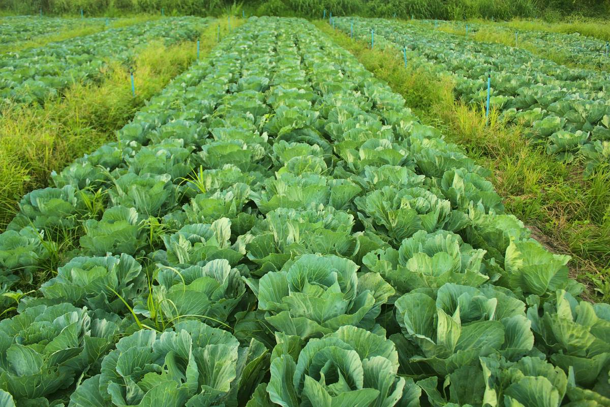 How Crop Diversity Techniques Are Revolutionizing Organic Beauty with Vegetables