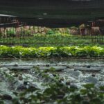 How Eco Veggie Farming is Revolutionizing Organic Beauty & Skincare
