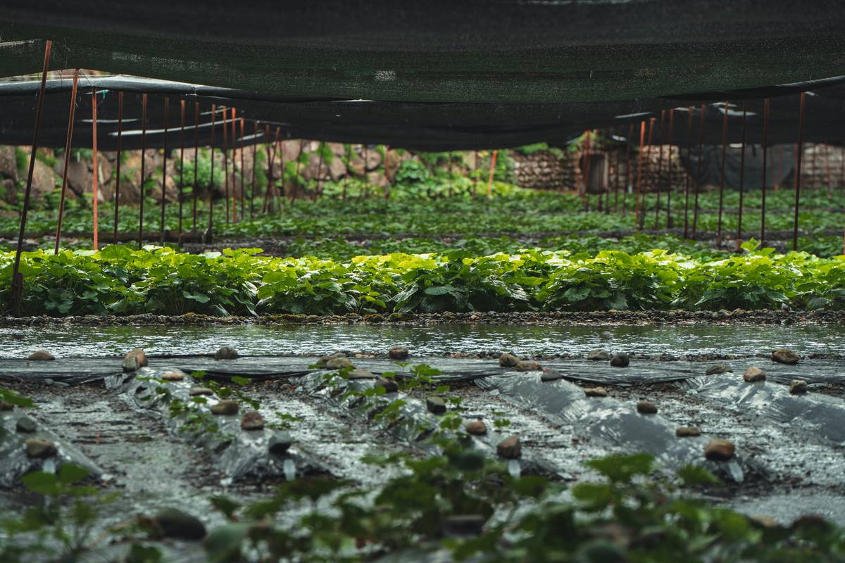 How Eco Veggie Farming is Revolutionizing Organic Beauty & Skincare