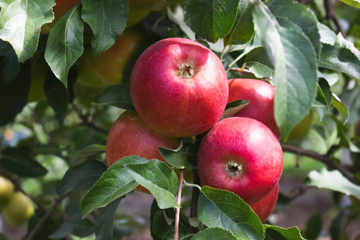 How Low Carbon Footprint Farming is Revolutionizing Organic Beauty Products