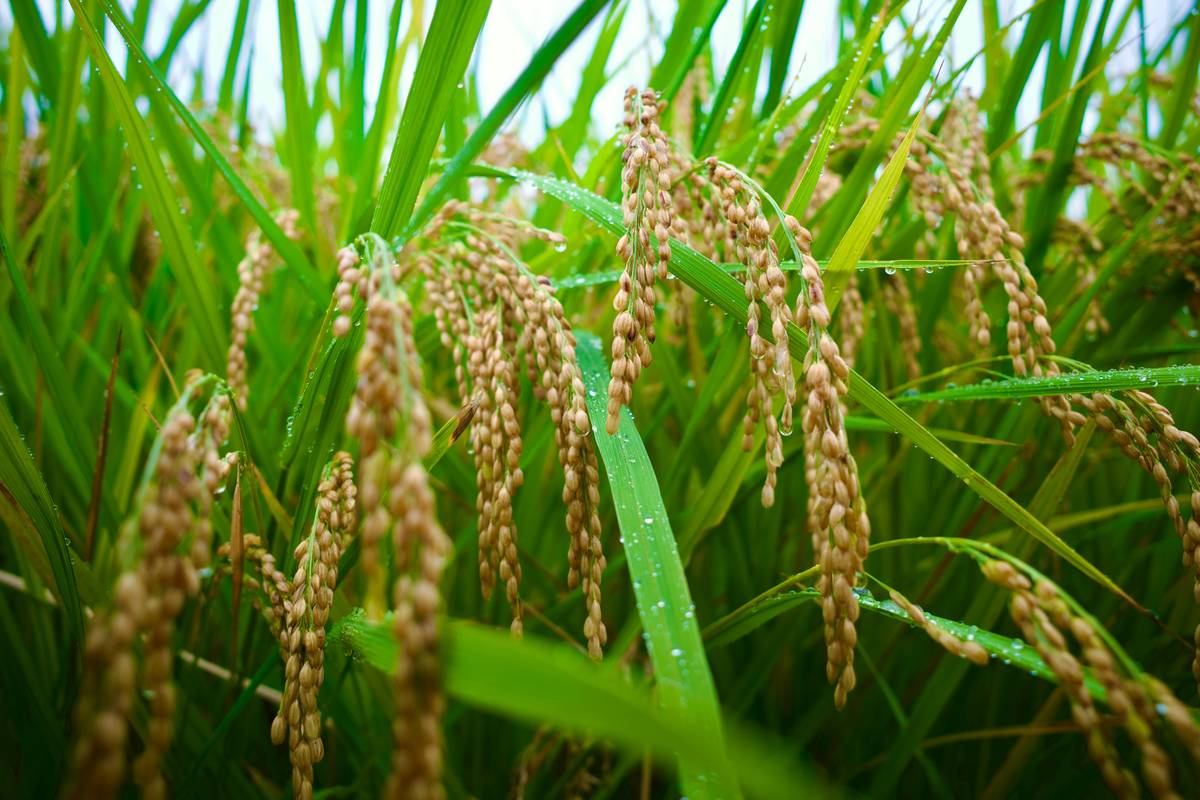 How Minimal Tillage Farming is Revolutionizing Organic Beauty (and Your Skin)