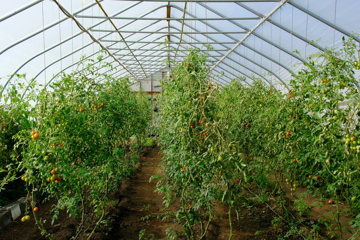 How Sustainable Field Management Can Revolutionize Organic Vegetable Beauty