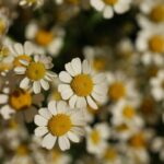 How to Build a Sustainable Veggie Farm for Organic Beauty Enthusiasts