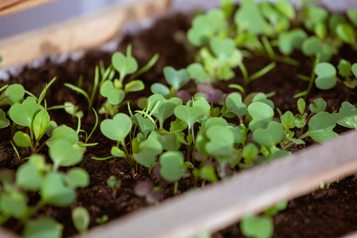 Organic garden blooming with vibrant green vegetables