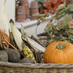 Why Organic Harvest Vegetables Are Your Skin’s Best Friend