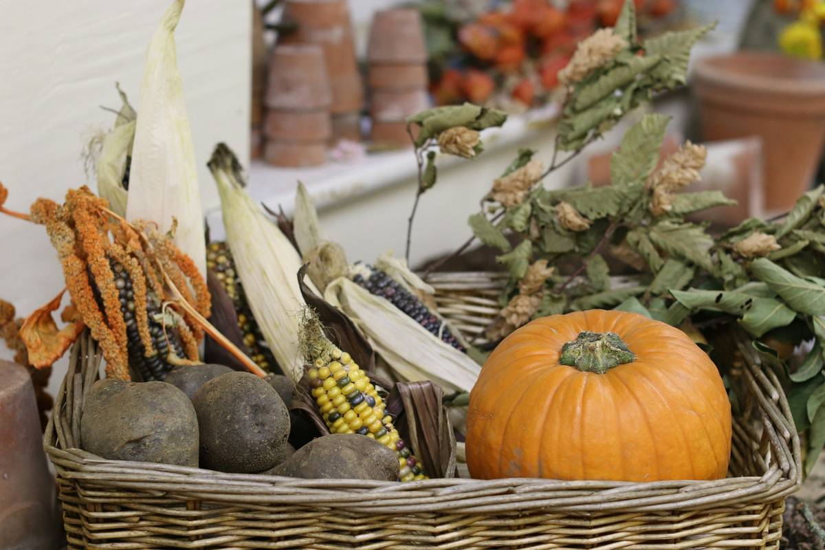 Why Organic Harvest Vegetables Are Your Skin’s Best Friend