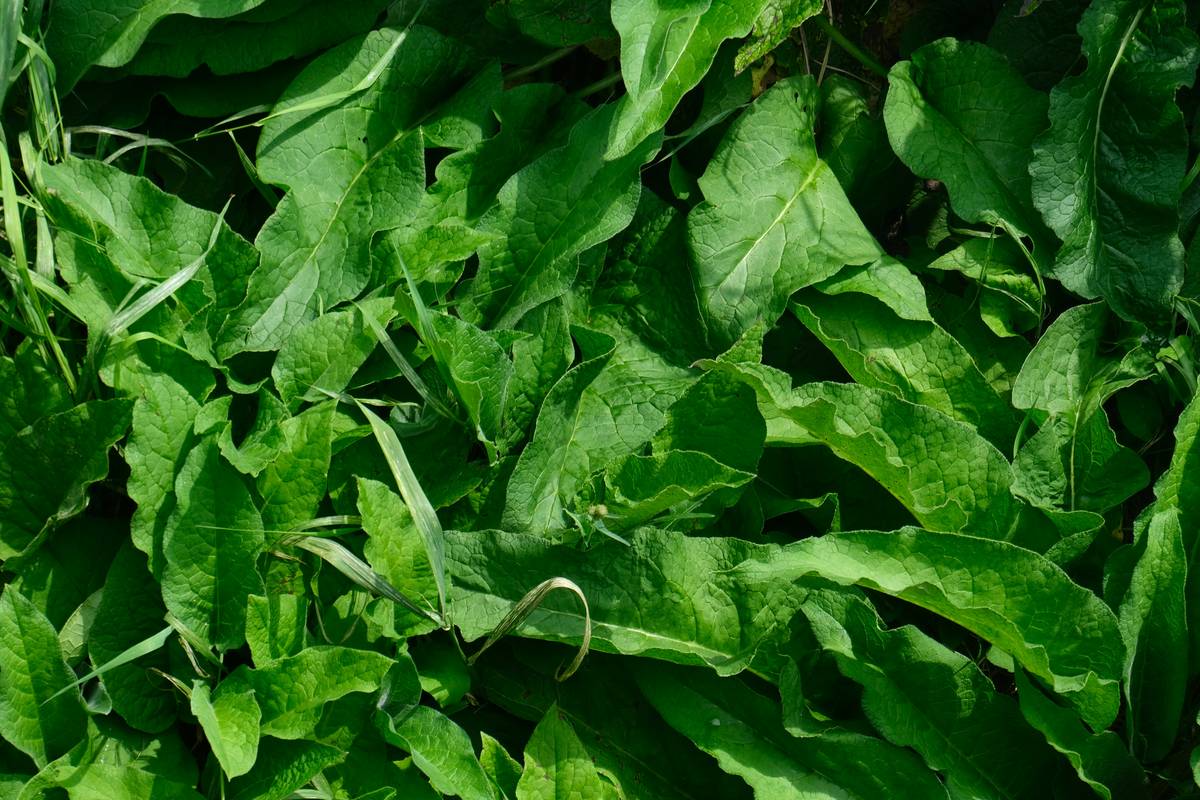 Why Organic Spinach is Your Skincare Superfood: Glow Naturally!