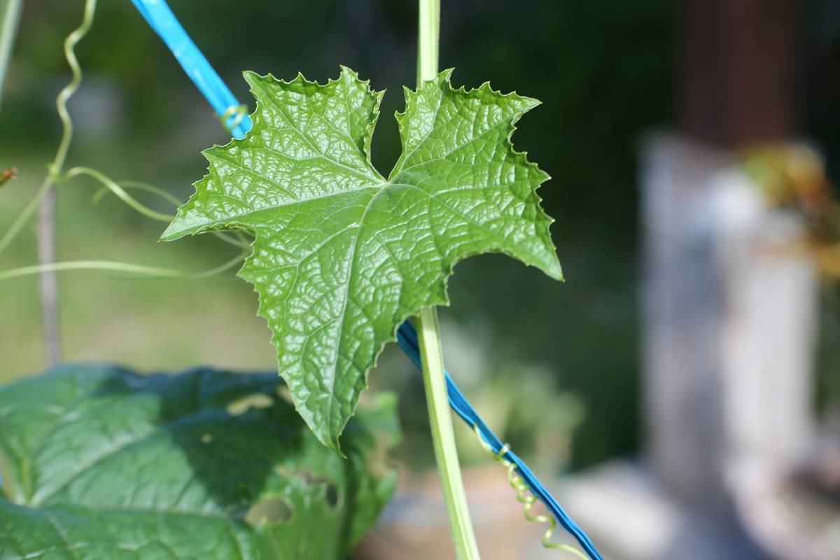 Why Your Skin Loves a Fresh Organic Tomato: The Secret Beauty Ingredient