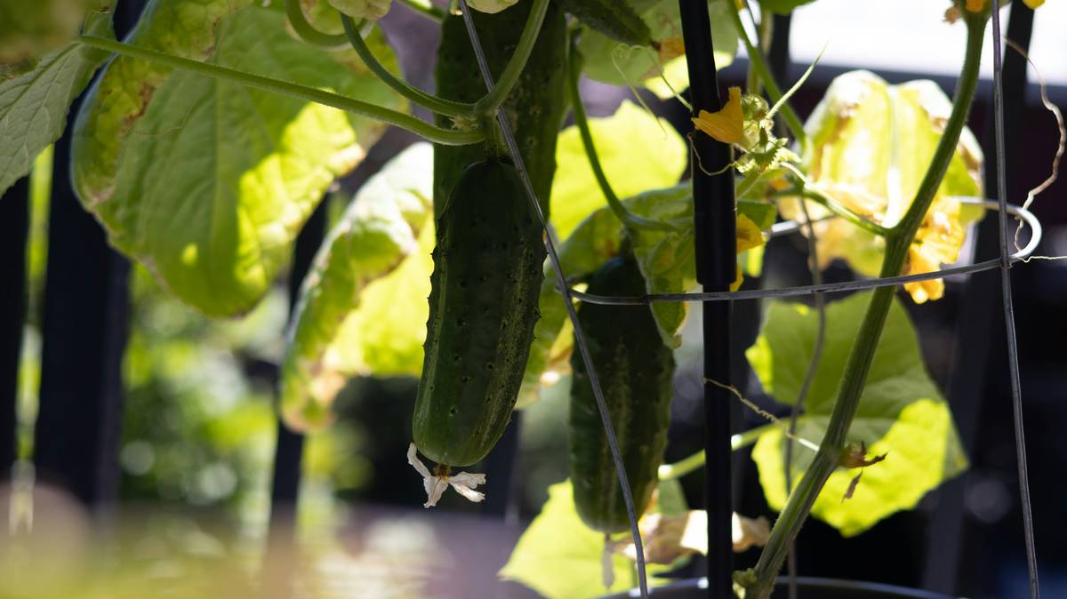 A bowl containing blended fresh organic cucumber with honey nearby for making a mask.