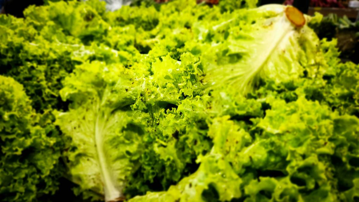 A close-up image of vibrant fresh organic spinach leaves