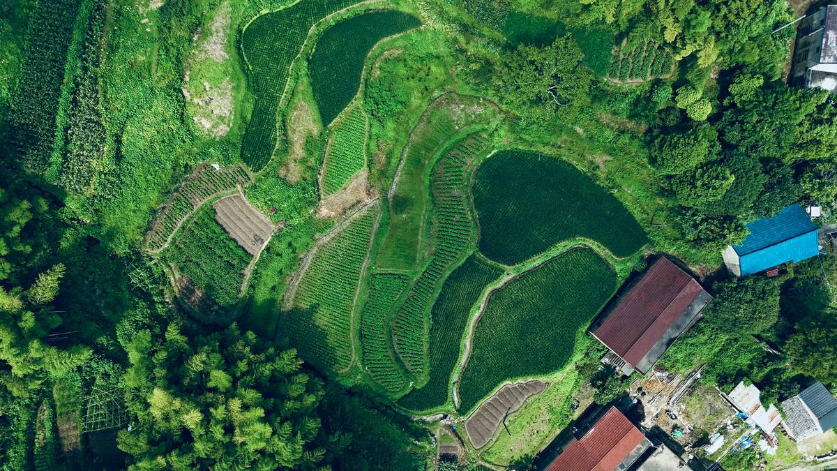 A farmer holding freshly harvested carrots surrounded by lush fields.
