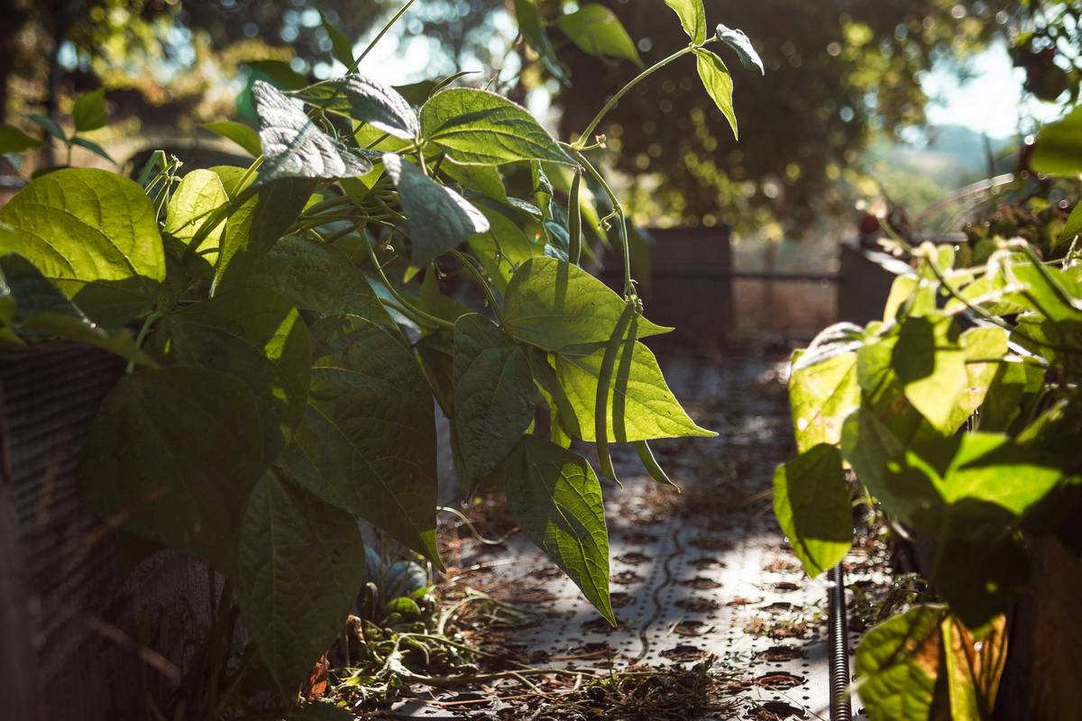 A thriving vegetable garden with lush greens and vibrant red tomatoes against a wooden fence backdrop.