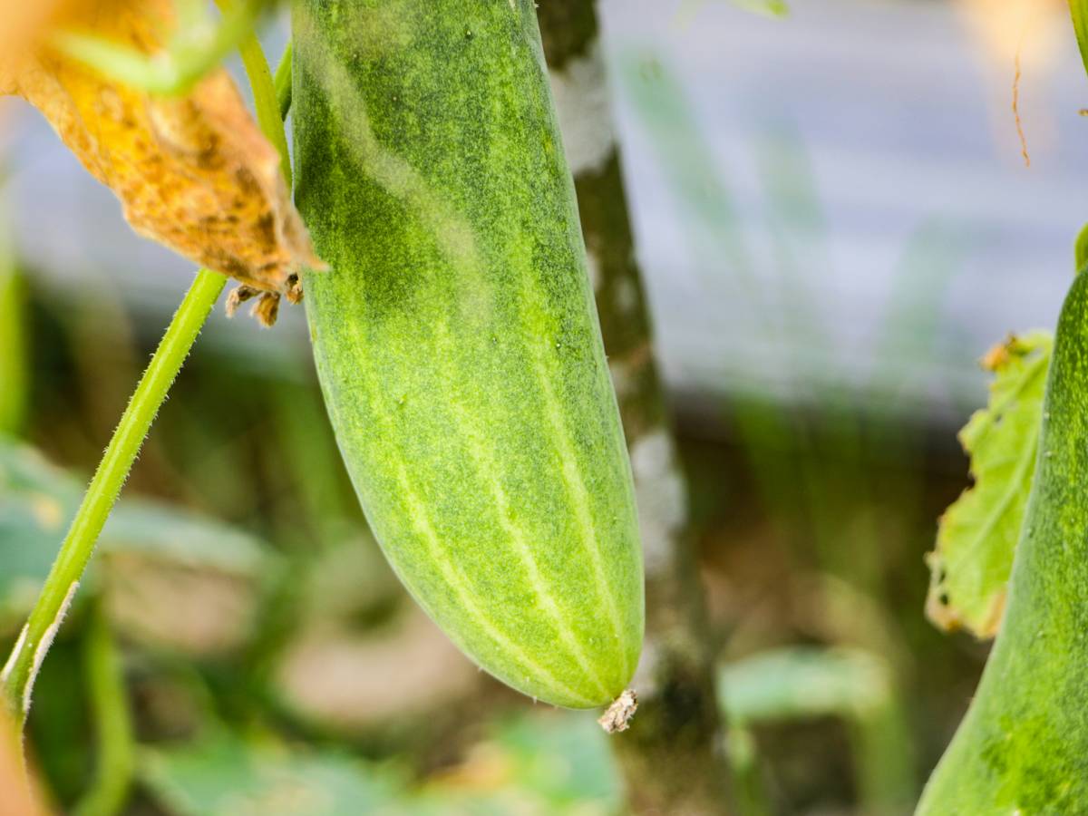 Close-up image of fresh organic cucumber slices near skincare bottles.