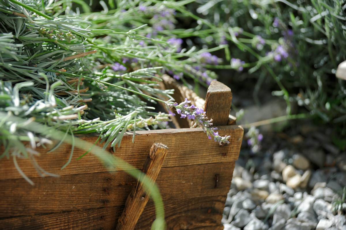 Green Veggie Farm: Why Your Skin Loves Organic Vegetables More Than You Do