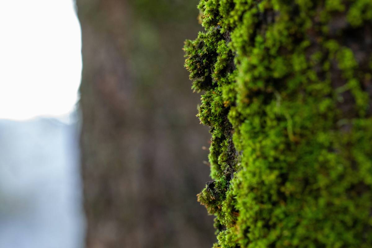 Infographic showing benefits of fresh organic zucchini for the skin