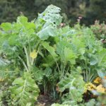 Mastering Eco Veggie Cultivation for Organic Beauty & Skincare