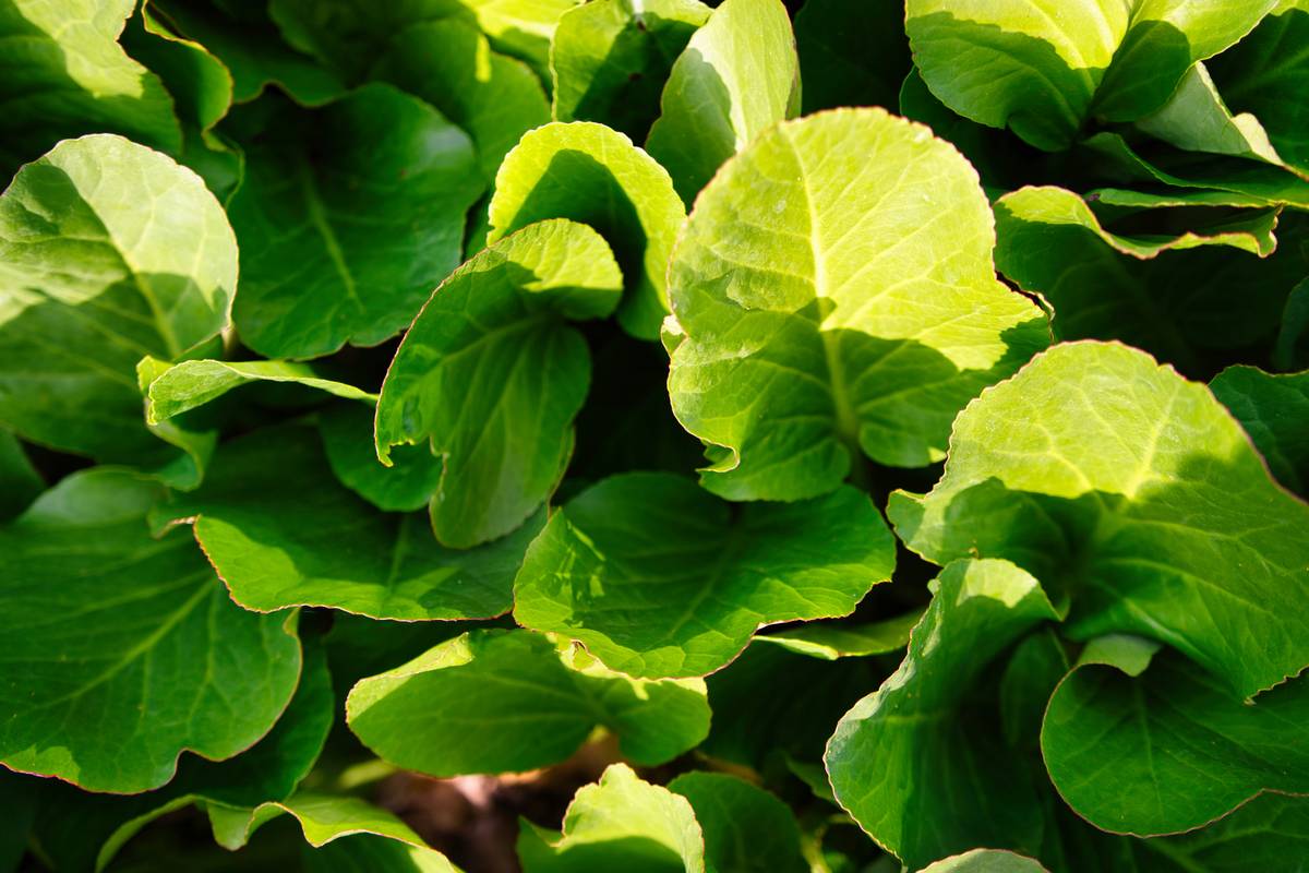 Why "Green Organic Grow" is Your Skin’s Secret Weapon (and How to Start Today)